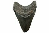 Fossil Megalodon Tooth - Feeding Worn Tip #311877-2